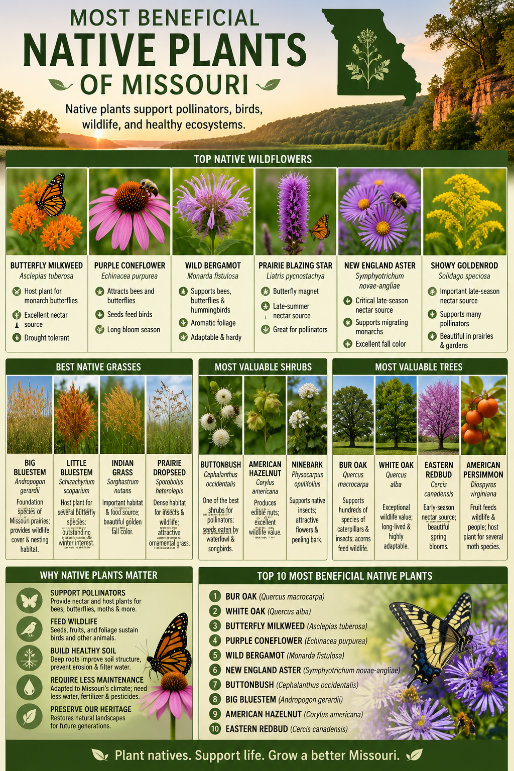 Most Beneficial Native Plants of Missouri